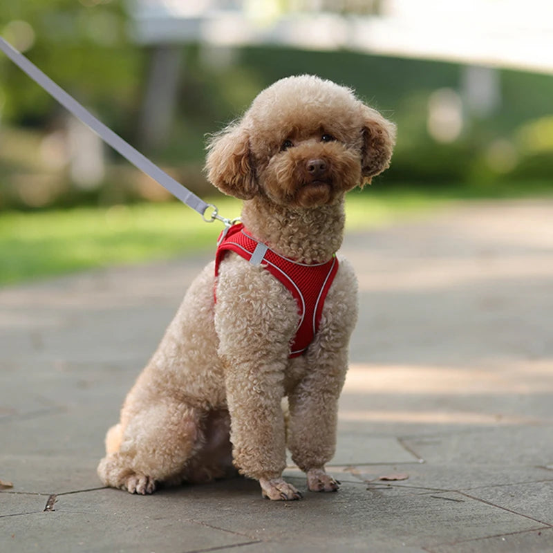 Harnais + Laisse Ajustable pour Petit Chien – Gilet Respirant Réfléchissant, Confort & Sécurité.