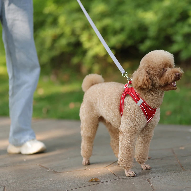 Harnais + Laisse Ajustable pour Petit Chien – Gilet Respirant Réfléchissant, Confort & Sécurité.