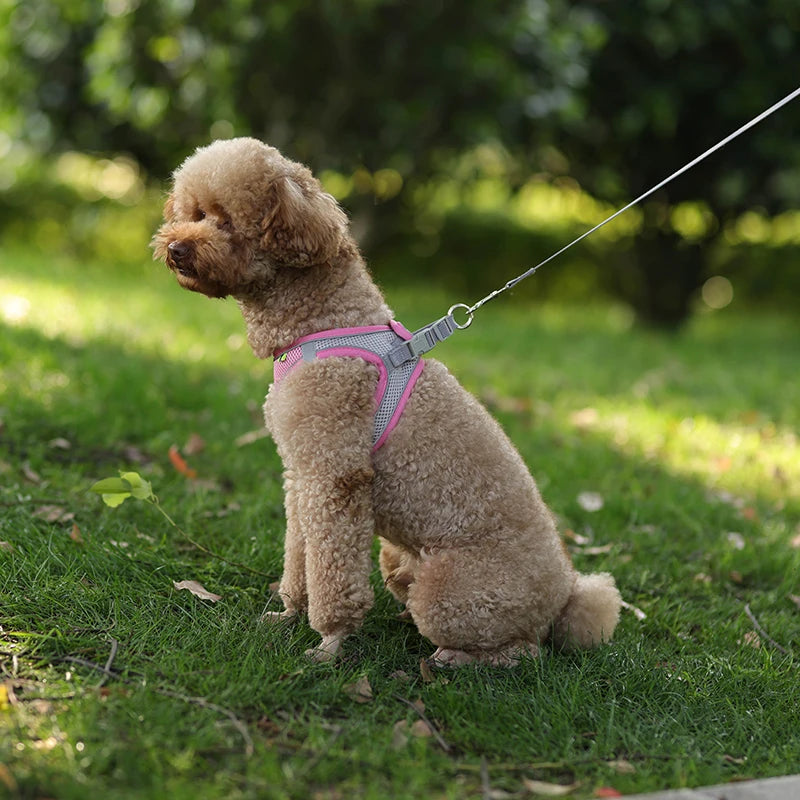 Harnais + Laisse Ajustable pour Petit Chien – Gilet Respirant Réfléchissant, Confort & Sécurité.