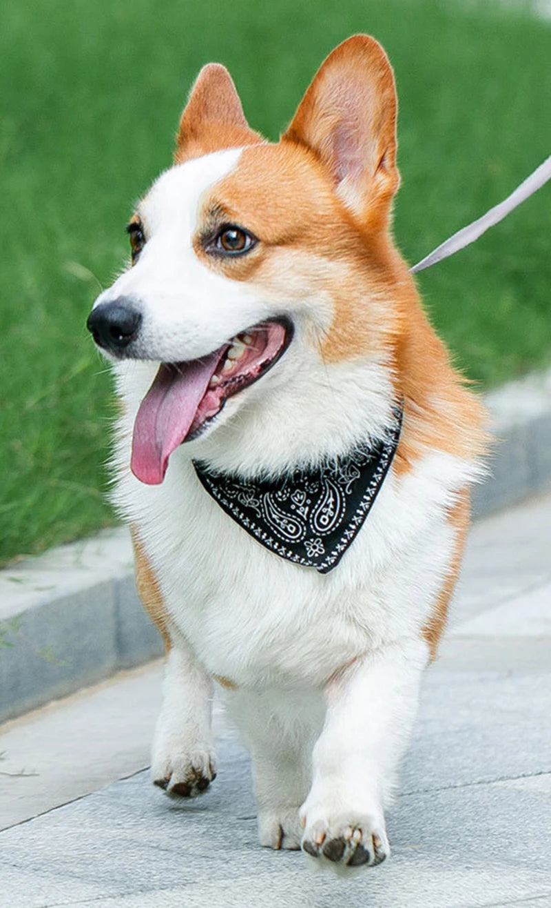 Collier à Foulard pour Animaux – Cuir PU Souple et Ajustable – Look Tendance