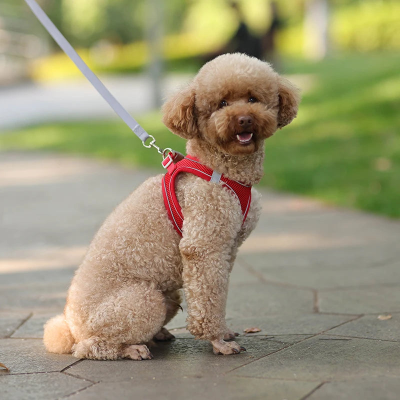 Harnais + Laisse Ajustable pour Petit Chien – Gilet Respirant Réfléchissant, Confort & Sécurité.