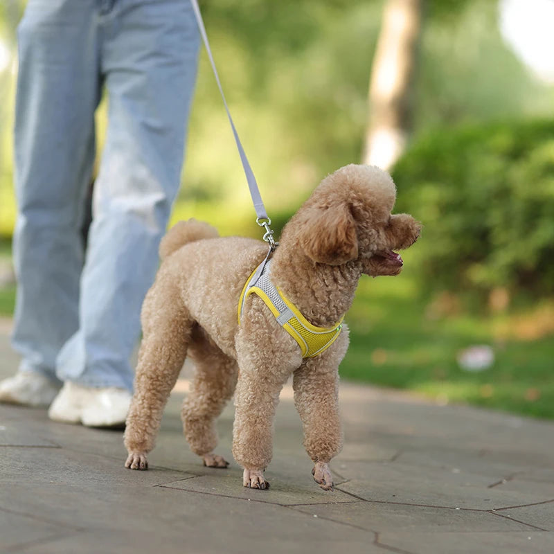 Harnais + Laisse Ajustable pour Petit Chien – Gilet Respirant Réfléchissant, Confort & Sécurité.
