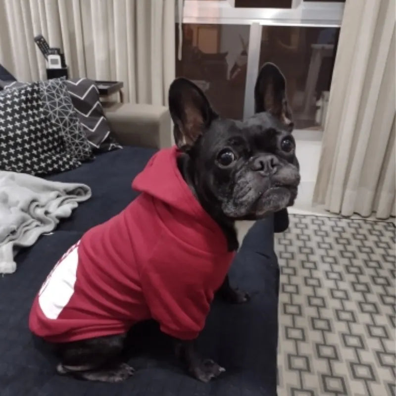 Sweat à Capuche "The Dog Face" – Hoodie Chaud et Coupe-vent pour Chien
