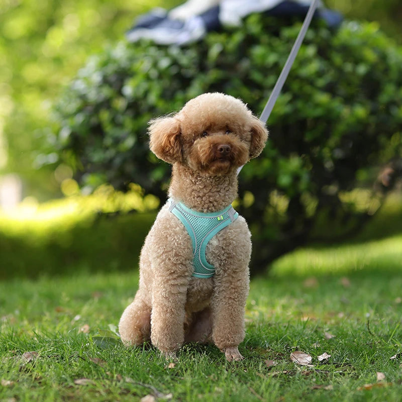 Harnais + Laisse Ajustable pour Petit Chien – Gilet Respirant Réfléchissant, Confort & Sécurité.