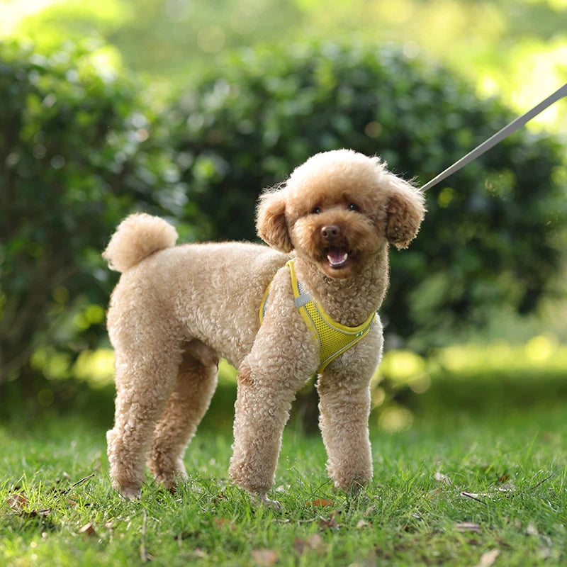 Harnais + Laisse Ajustable pour Petit Chien – Gilet Respirant Réfléchissant, Confort & Sécurité.