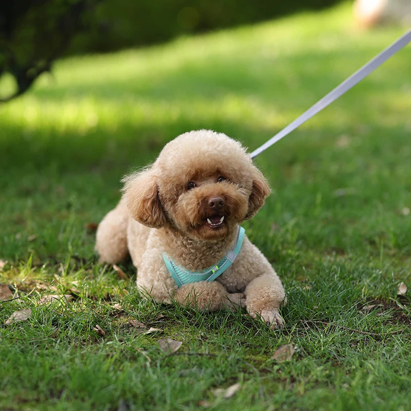 Harnais + Laisse Ajustable pour Petit Chien – Gilet Respirant Réfléchissant, Confort & Sécurité.