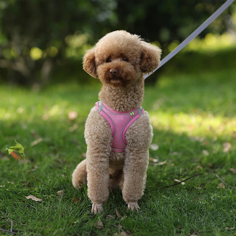 Harnais + Laisse Ajustable pour Petit Chien – Gilet Respirant Réfléchissant, Confort & Sécurité.