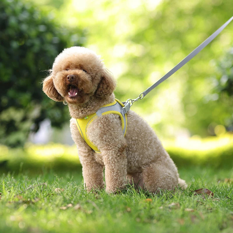 Harnais + Laisse Ajustable pour Petit Chien – Gilet Respirant Réfléchissant, Confort & Sécurité.