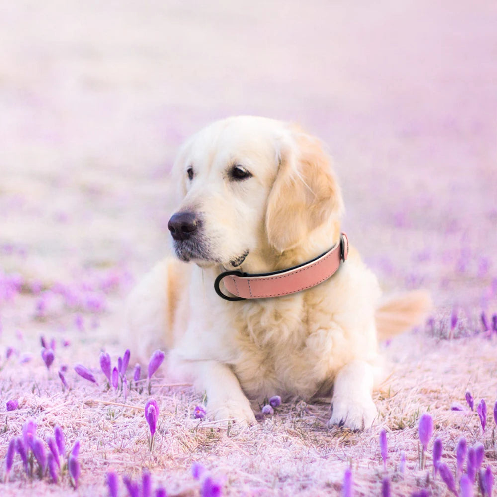 Collier en Cuir Rembourré pour Chien – Confort Premium –